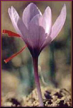 Flor del azafrán